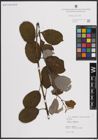 Foto von Salix caprea L.